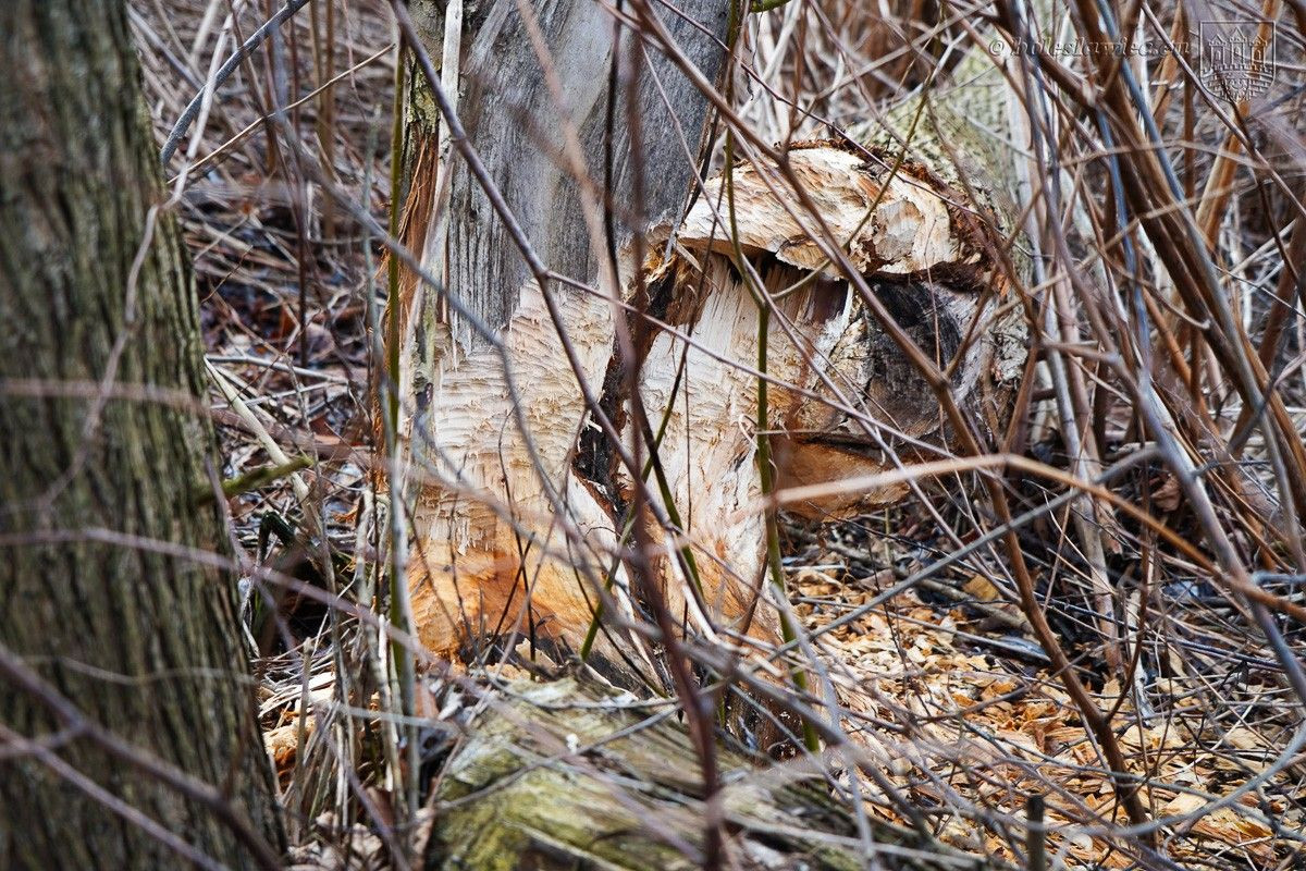 Drzewa na bulwarze nad Bobrem
