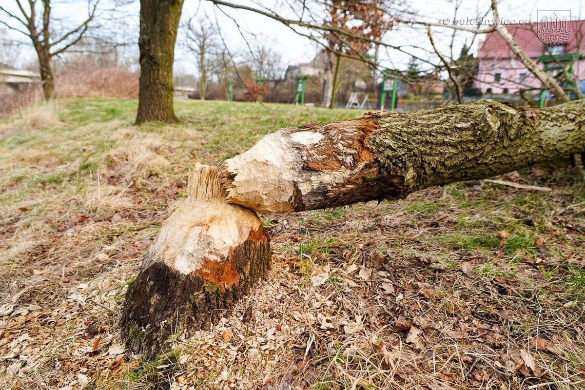 Drzewa na bulwarze nad Bobrem
