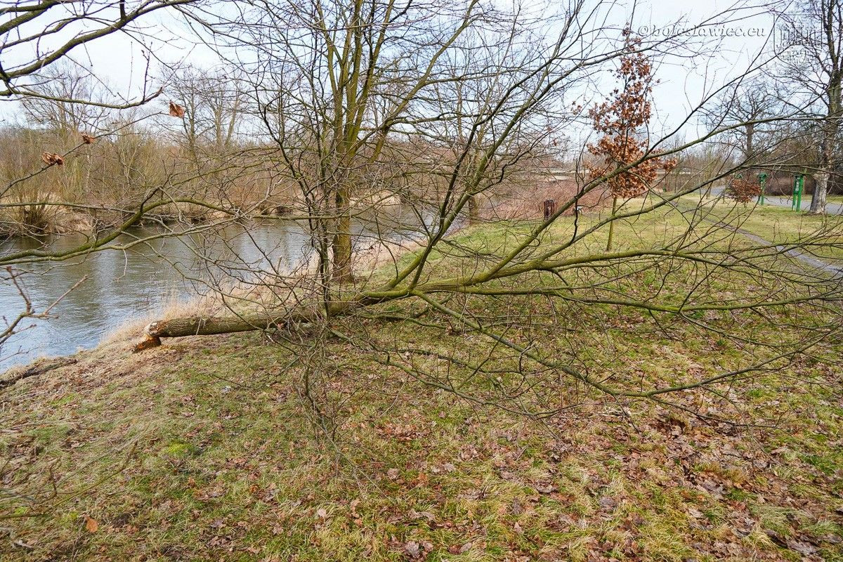 Drzewa na bulwarze nad Bobrem