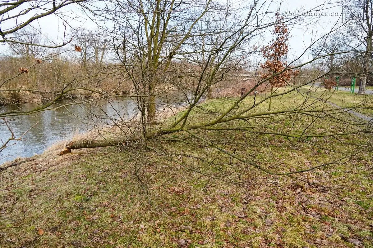 Drzewa na bulwarze nad Bobrem