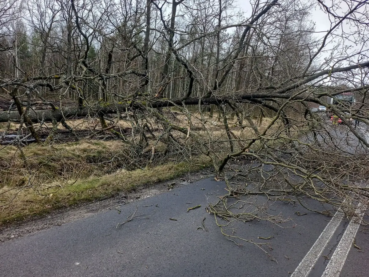 Zwisający konar na drodze Nowa Kuźnia-Chocianów
