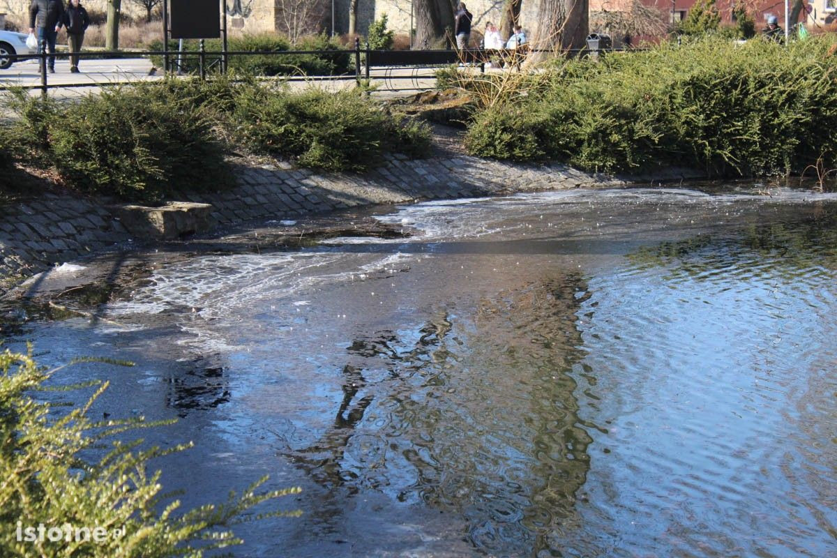Zaśmiecony staw miejski w Bolesławcu