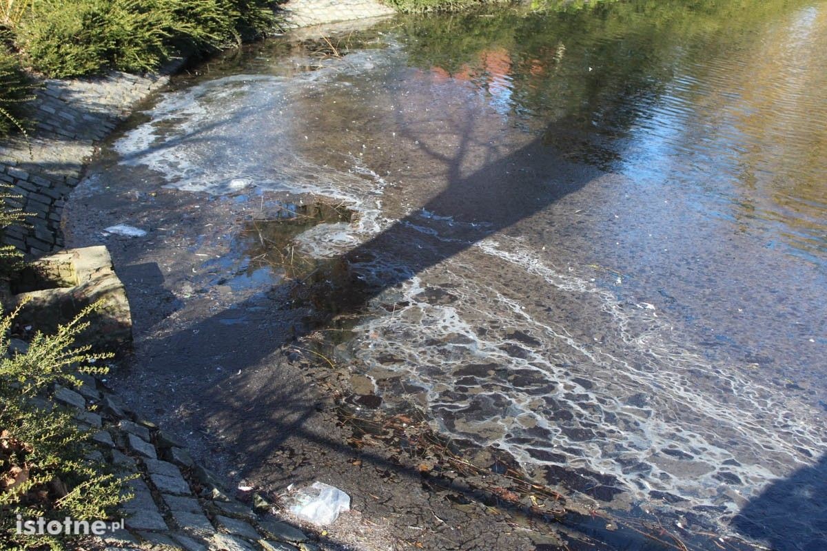Zaśmiecony staw miejski w Bolesławcu