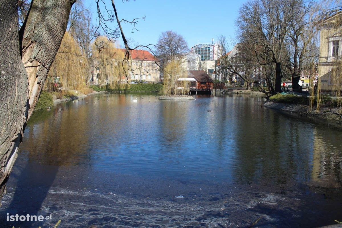 Zaśmiecony staw miejski w Bolesławcu