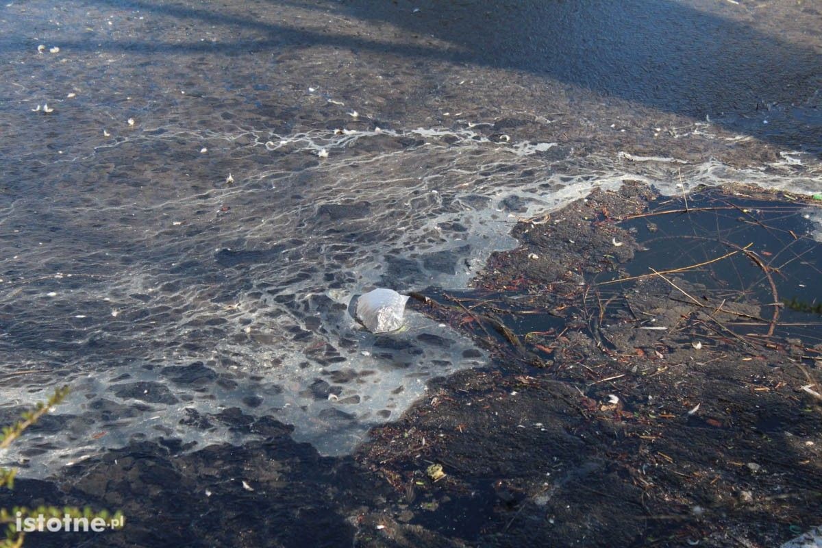 Zaśmiecony staw miejski w Bolesławcu