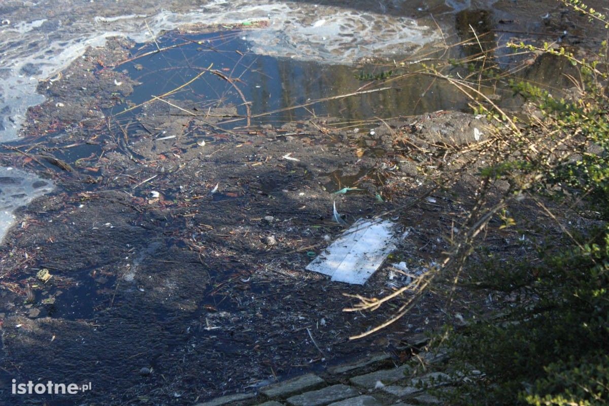 Zaśmiecony staw miejski w Bolesławcu