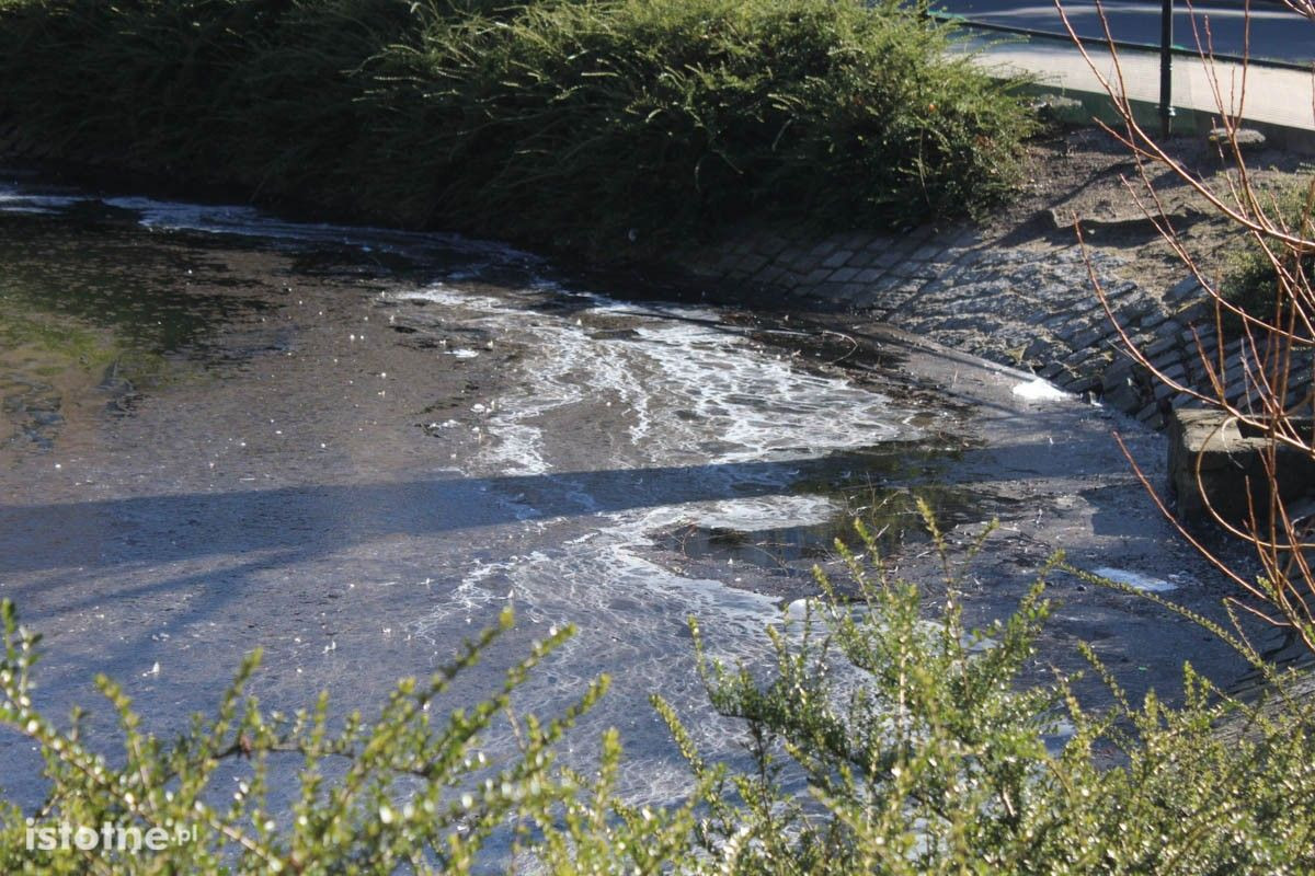 Zaśmiecony staw miejski w Bolesławcu