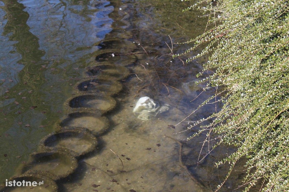 Zaśmiecony staw miejski w Bolesławcu