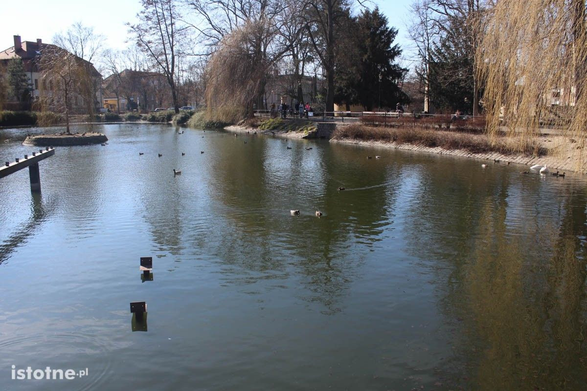 Zaśmiecony staw miejski w Bolesławcu