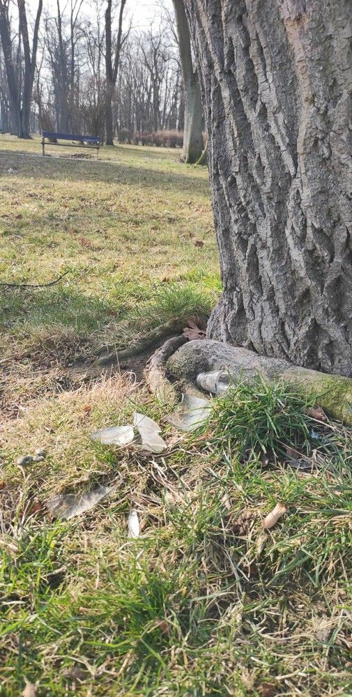 Libacje i bajzel przy Obrońców Helu w Bolesławcu