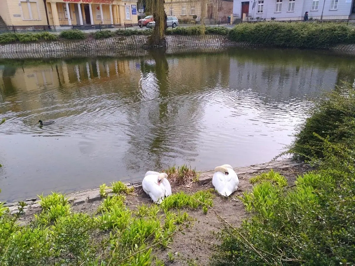 Staw miejski w Bolesławcu