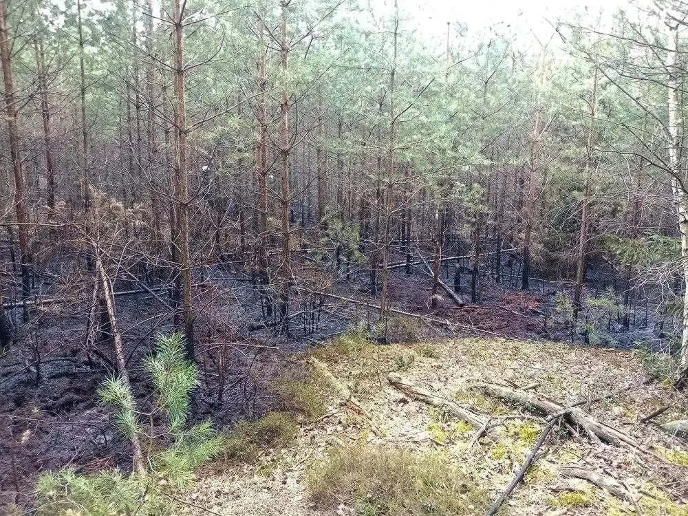 Akcja straży w gminie Gromadka