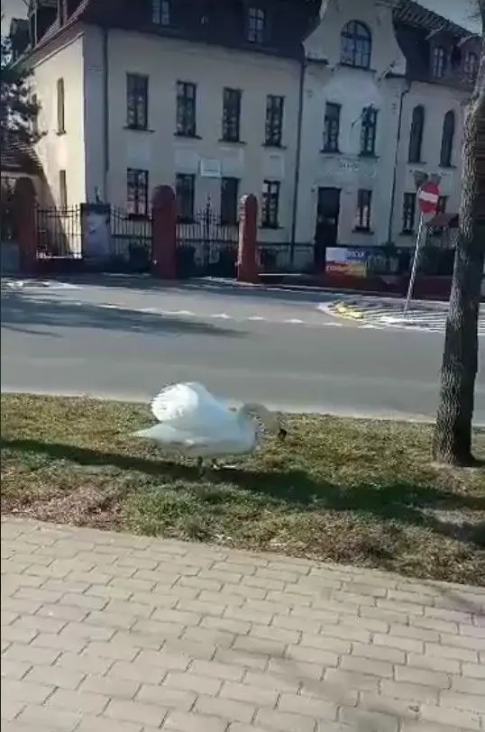 Łabędzie i kaczki spacerują wokół stawu miejskiego