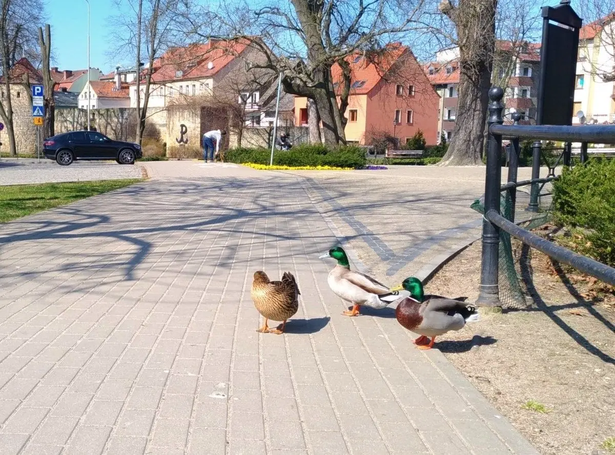 Łabędzie i kaczki spacerują wokół stawu miejskiego