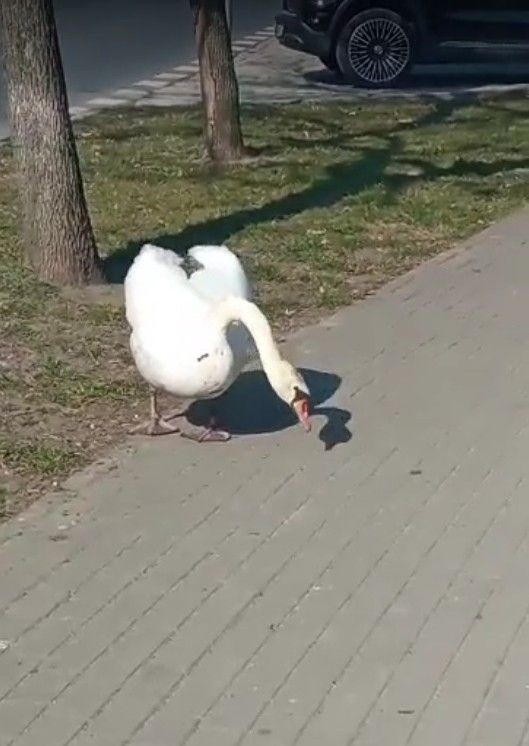 Łabędzie i kaczki spacerują wokół stawu miejskiego
