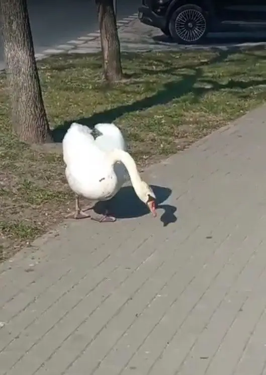 Łabędzie i kaczki spacerują wokół stawu miejskiego