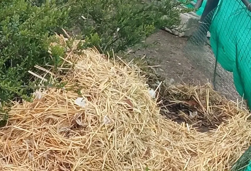 Puste gniazdo łabędzi, rozbite jajo