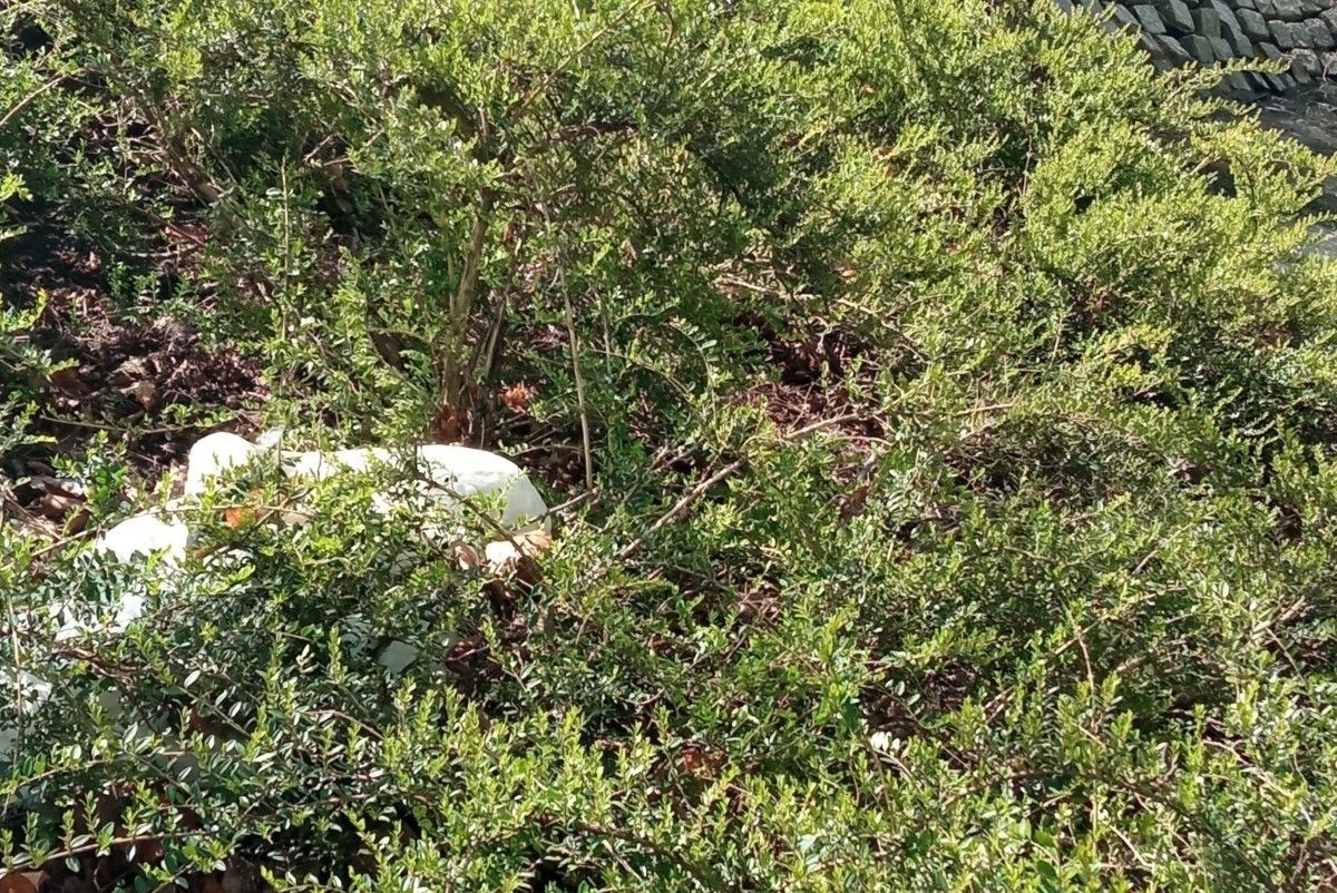 Puste gniazdo łabędzi, rozbite jajo