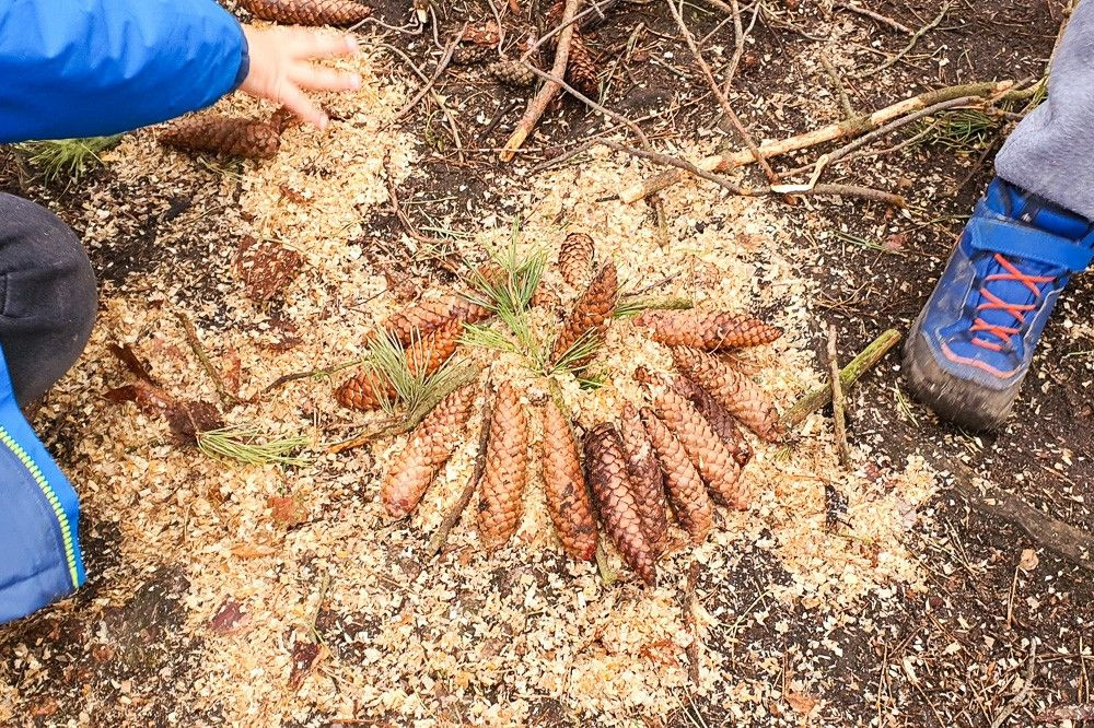 Wyjątkowe warsztaty „Las bliżej nas” w Osieczowie