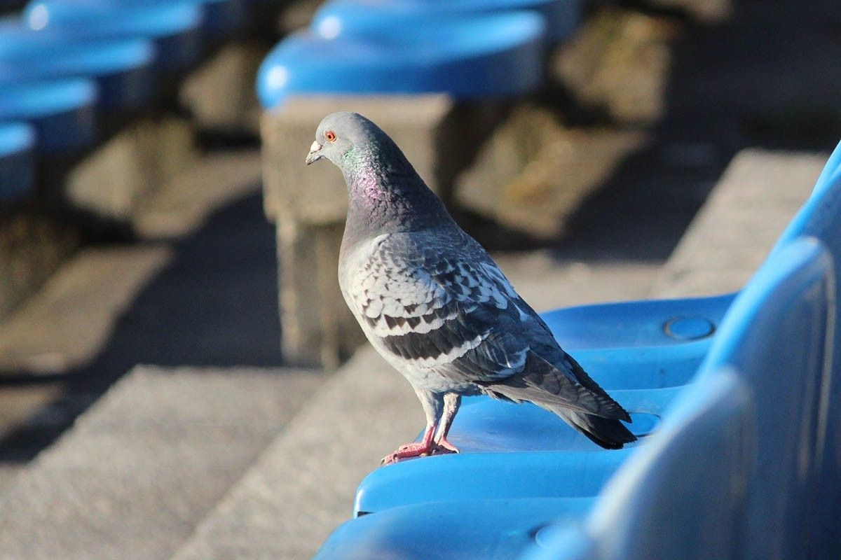 Mecz BKS Bolesławiec - Włókniarz Mirsk