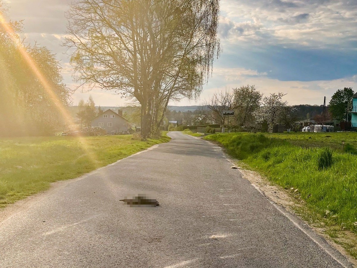 Zwłoki spalonego psa na drodze do Żeliszowa