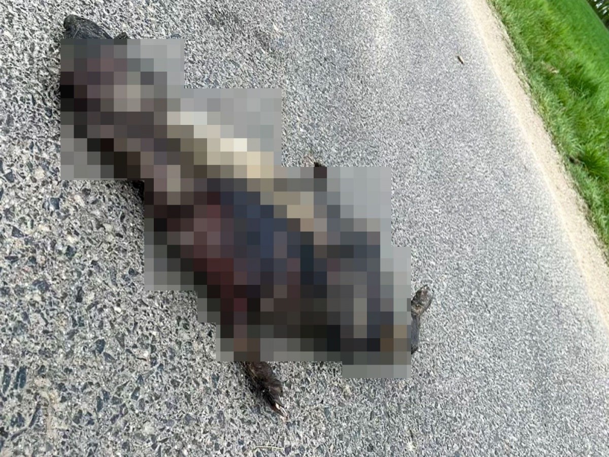 Zwłoki spalonego psa na drodze do Żeliszowa