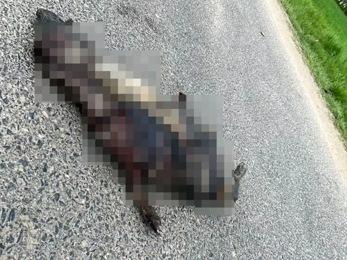 Zwłoki spalonego psa na drodze do Żeliszowa
