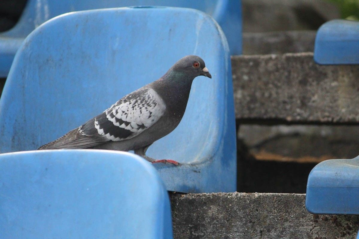 BKS Bolesławiec - Lotnik Jeżów Sudecki