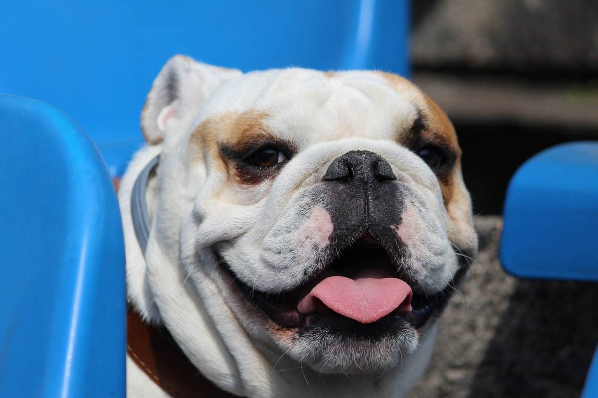 BKS Bolesławiec - Lotnik Jeżów Sudecki