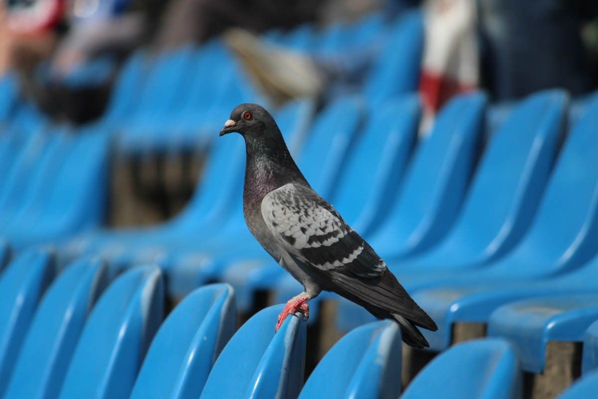 BKS Bolesławiec - Lotnik Jeżów Sudecki