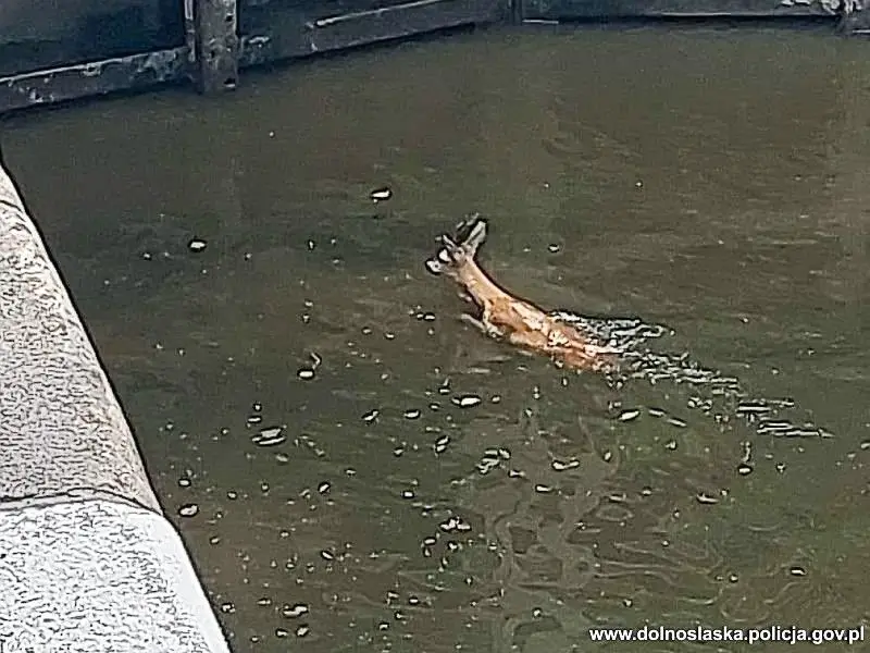 Akcja wrocławskiej policji