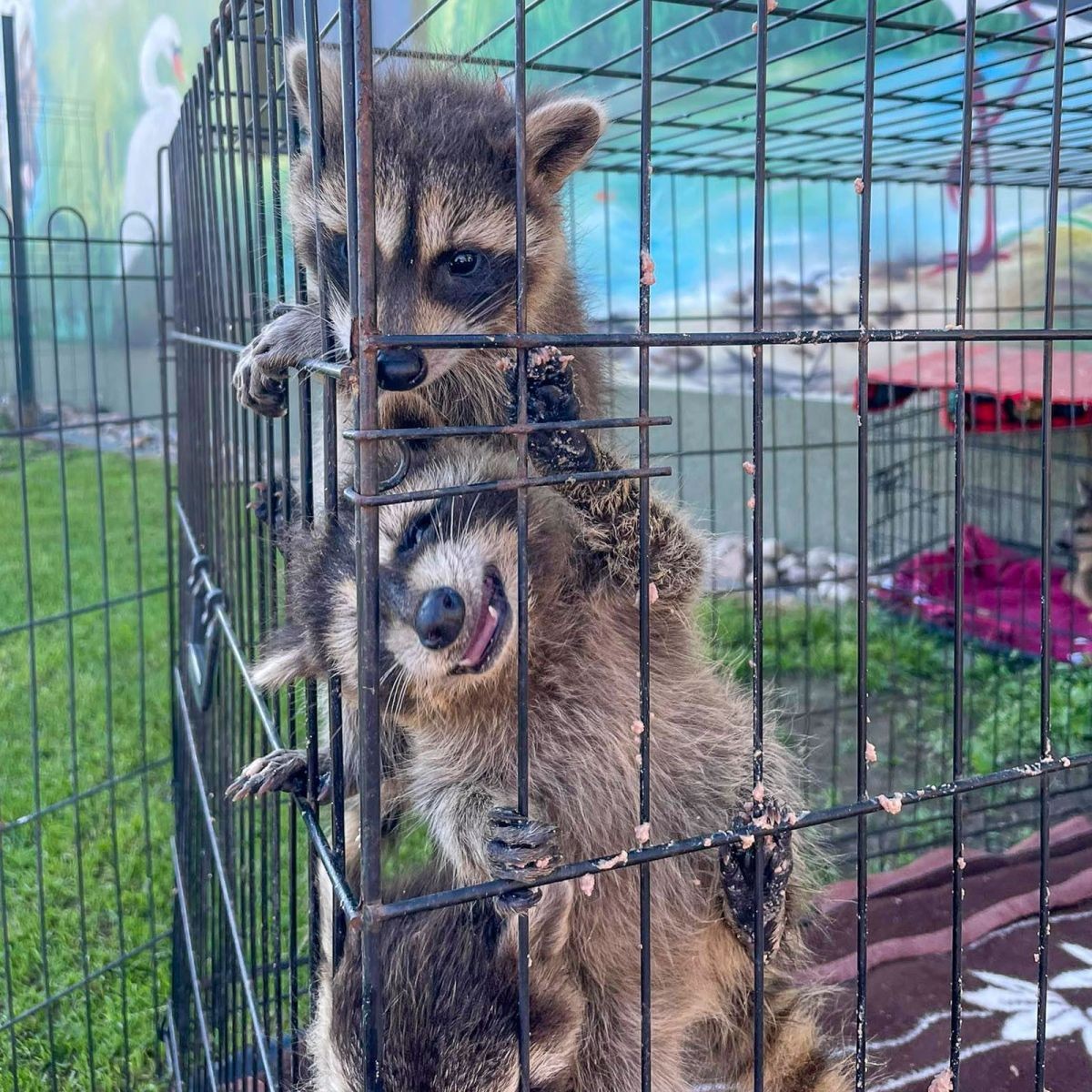 Zwierzęta z Klekusiowa