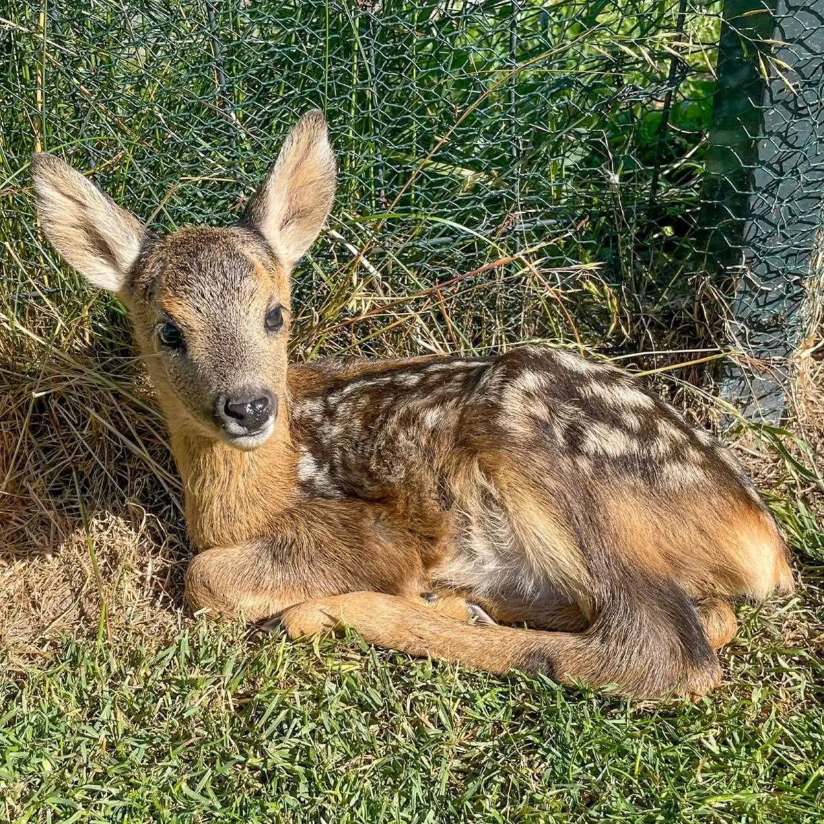 Zwierzęta z Klekusiowa