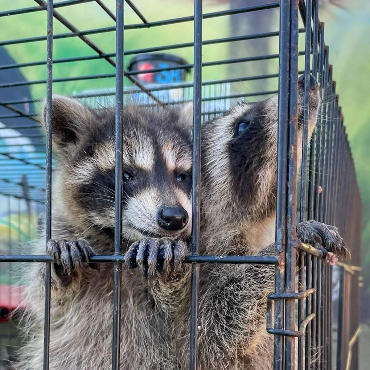 Zwierzęta z Klekusiowa