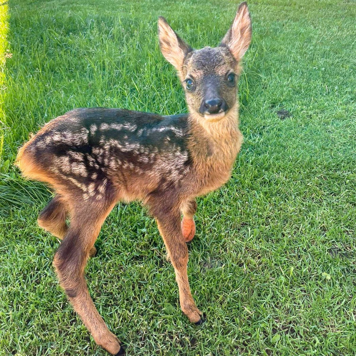 Zwierzęta z Klekusiowa