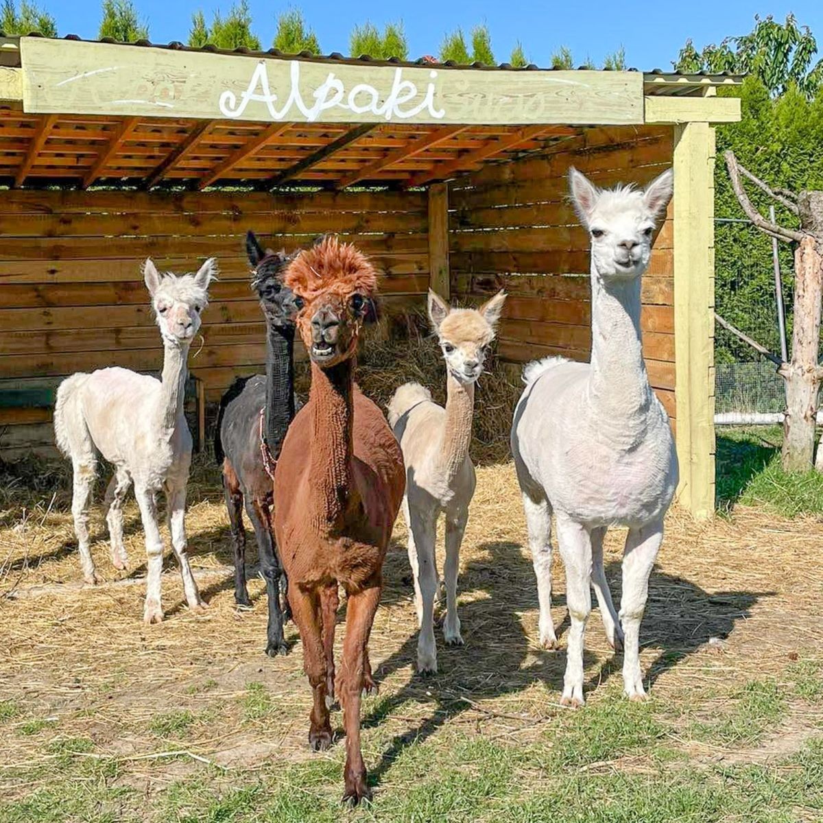 Zwierzęta z Klekusiowa