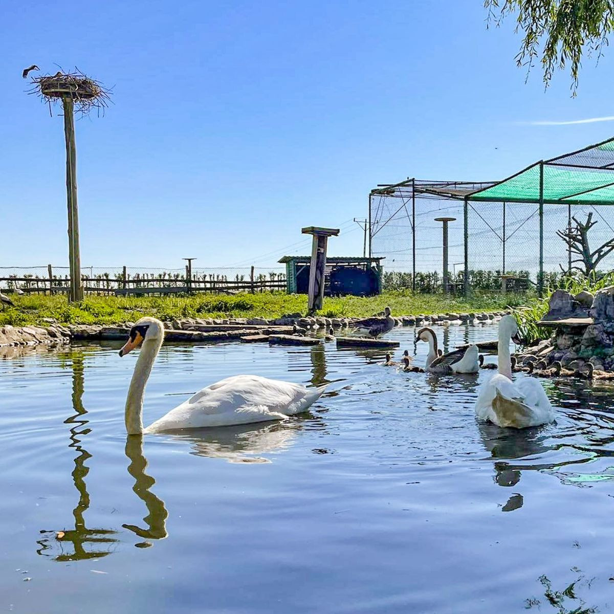 Zwierzęta z Klekusiowa