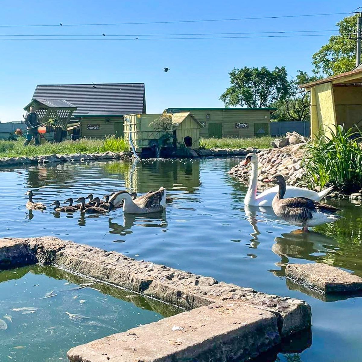 Zwierzęta z Klekusiowa