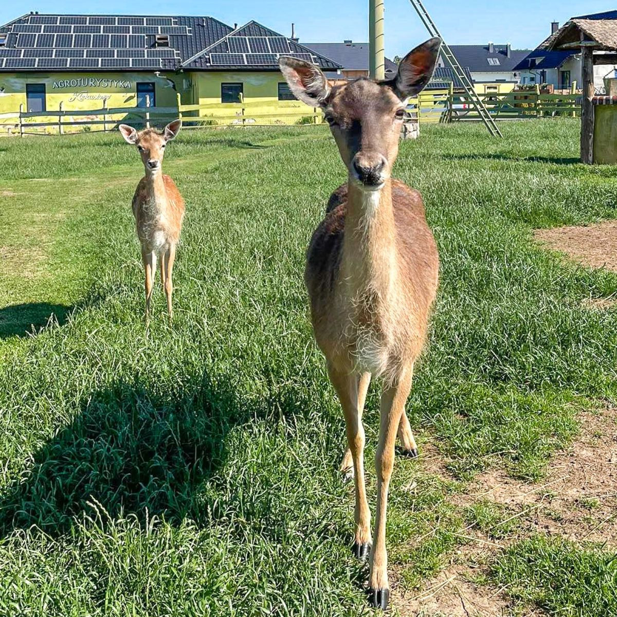 Zwierzęta z Klekusiowa