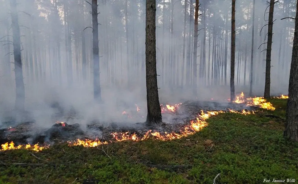 Pożar lasu