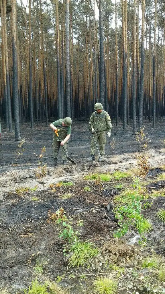Akcja saperów w lasach powiatu zgorzeleckiego