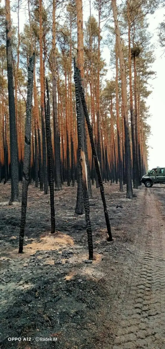 Akcja saperów w lasach powiatu zgorzeleckiego