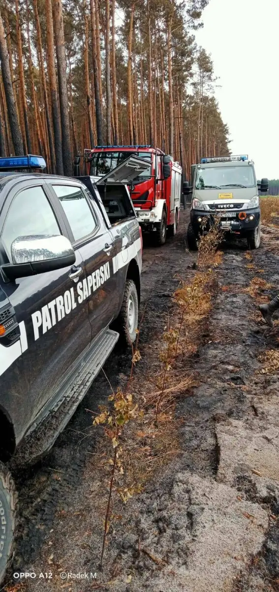 Akcja saperów w lasach powiatu zgorzeleckiego