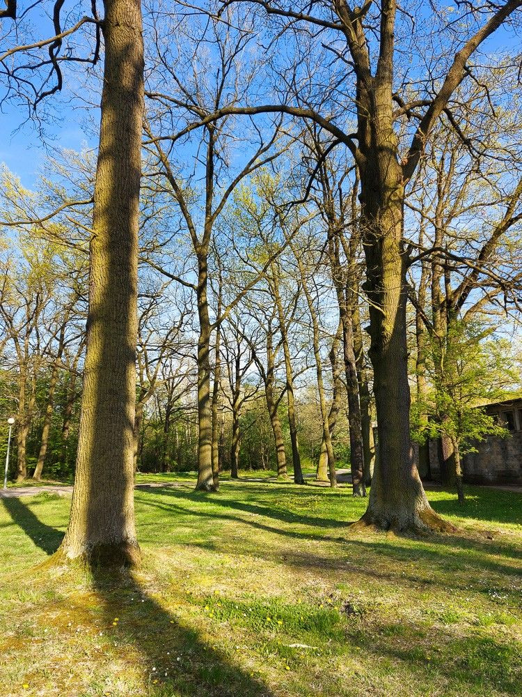 Drzewa przy ulicy Spacerowej w Bolesławcu