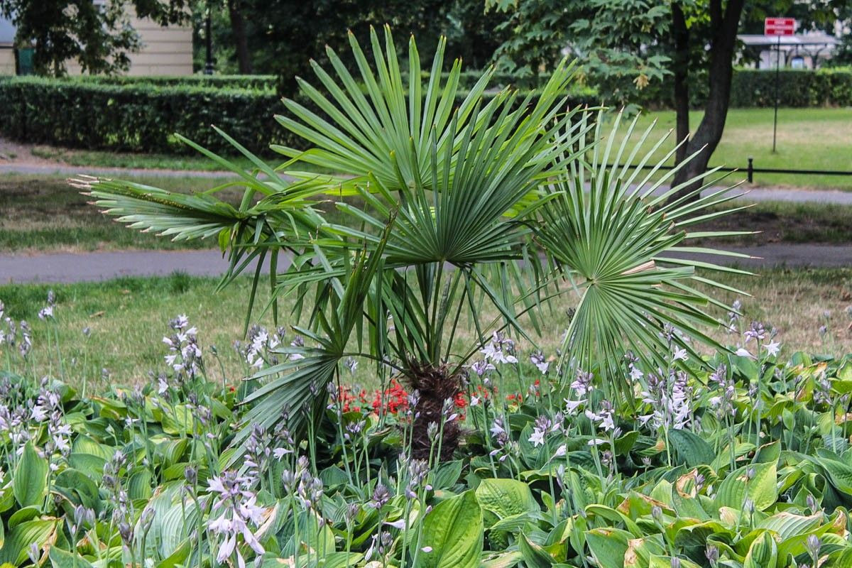 Palma w parku koło sądu w Bolesławcu