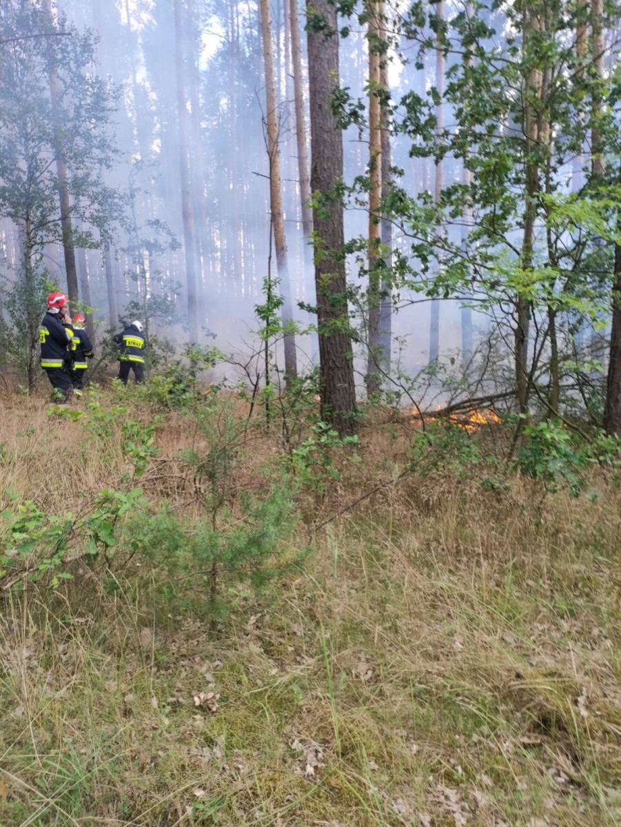 Pożar lasu w leśnictwie Pasternik