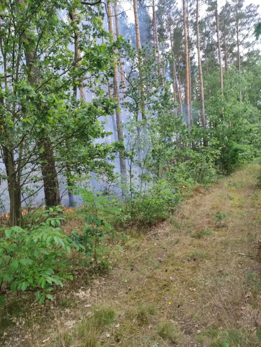 Pożar lasu w leśnictwie Pasternik