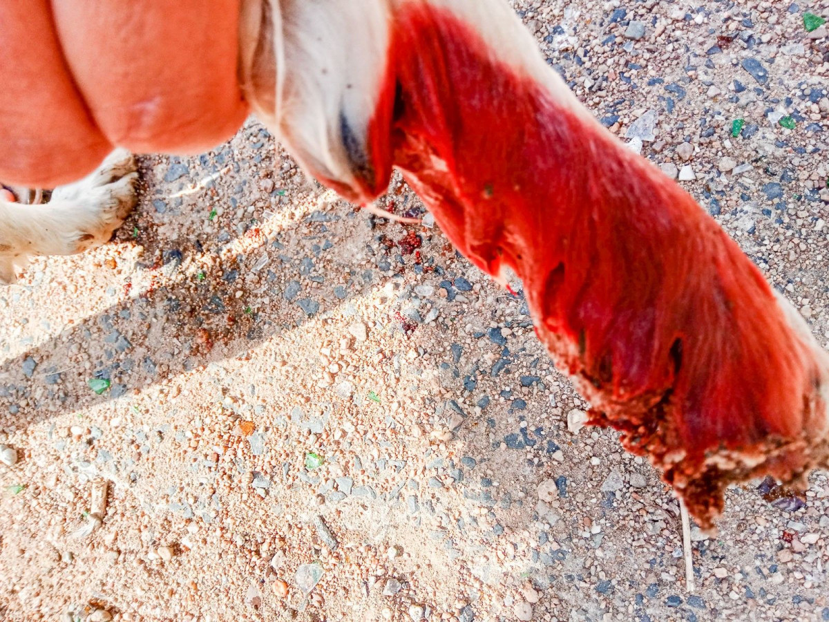 Skaleczona łapa psa