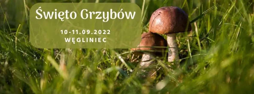 Święto Grzybów w Węglińcu. Świetna scena muzyczna i wiele atrakcji