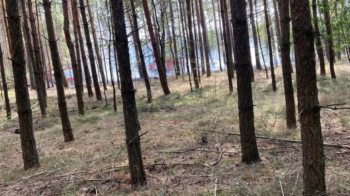 Działania OSP Krzyżowa